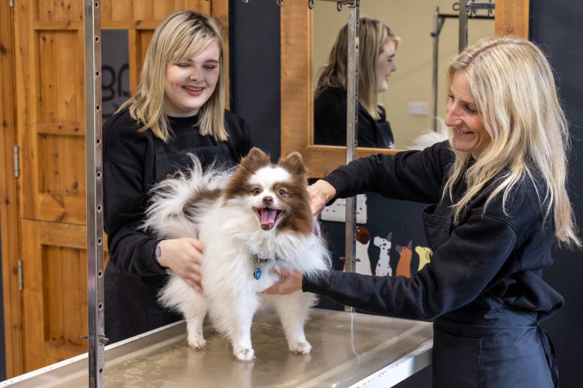 Dog Grooming Packages WagTails of The Wolds Dog Grooming & Walking