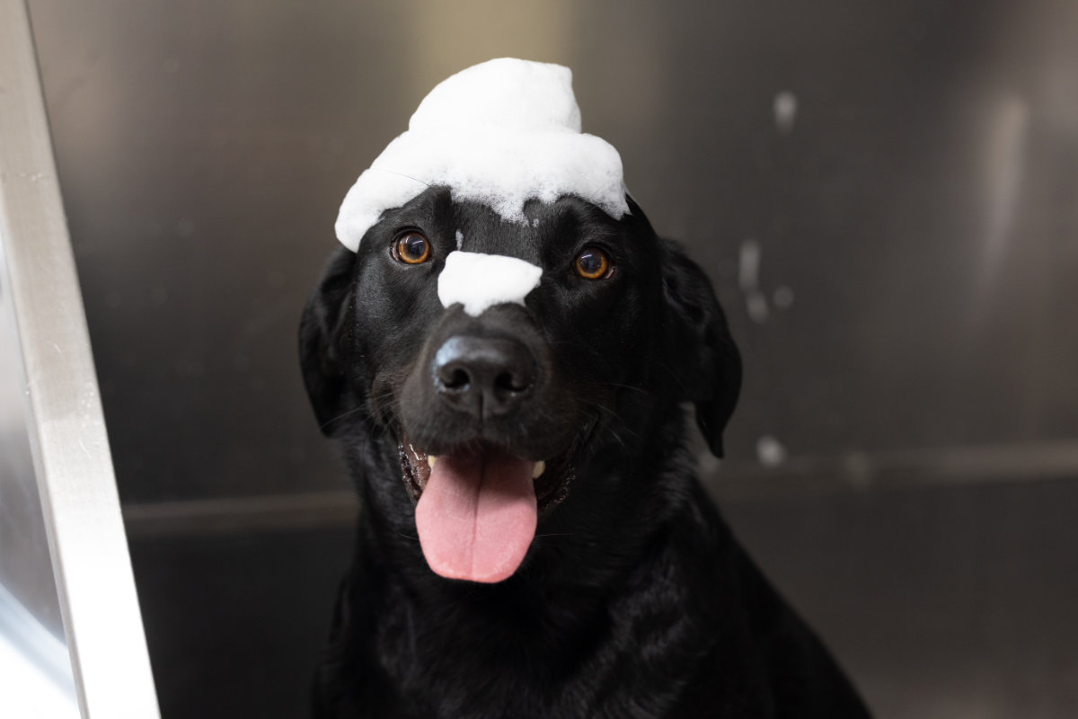 black labrador with soap suds on his head