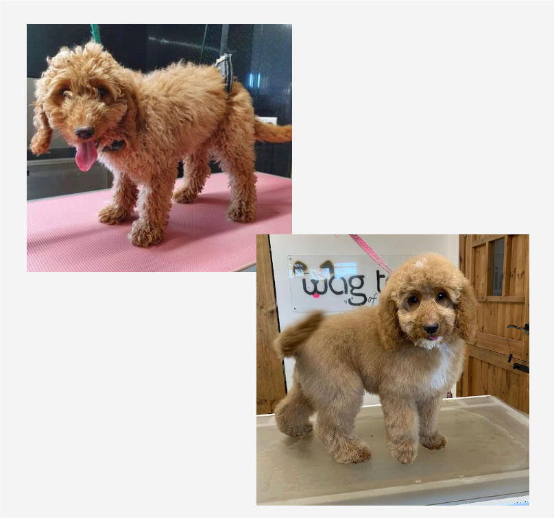 Pip Before and After