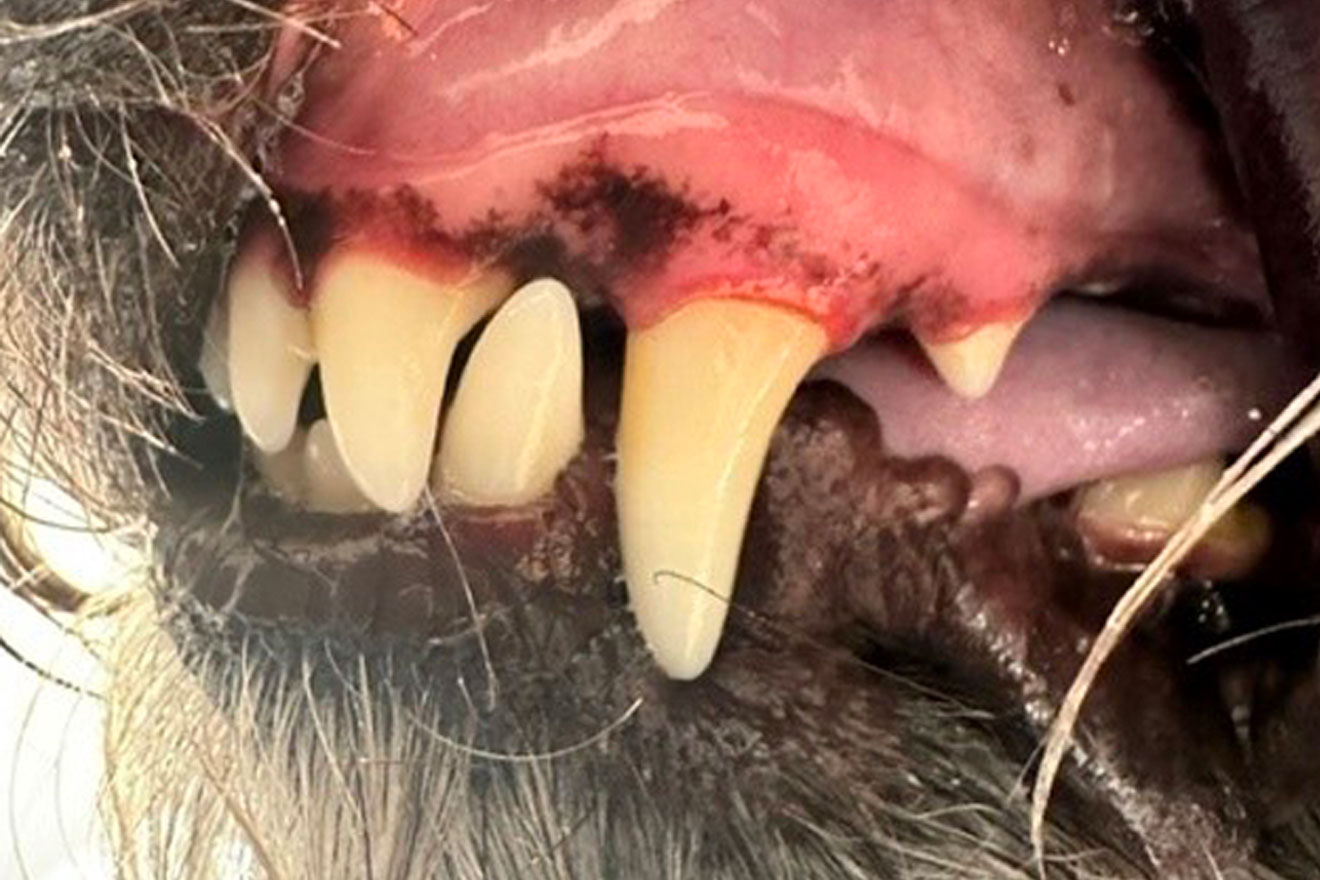 Dogs ENT – ear-nail and teeth clean