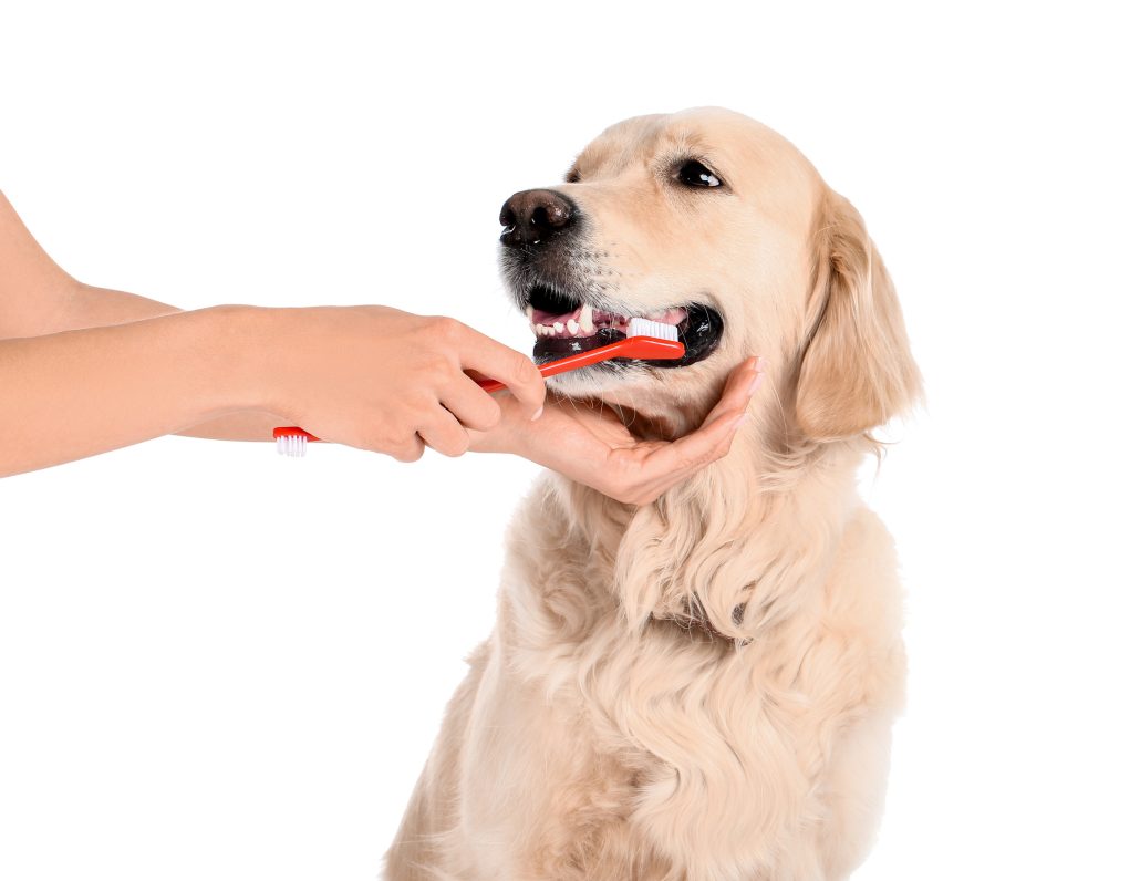 Dog Grooming and Dog Teeth Cleaning in Pocklington