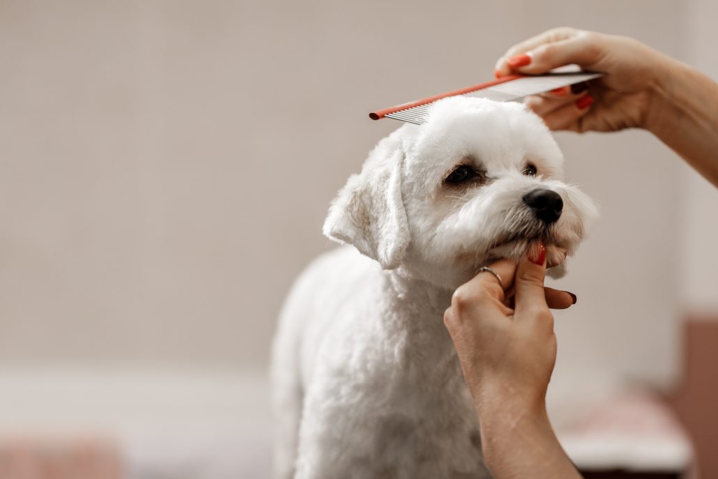 Premium Dog Grooming in Pocklington
