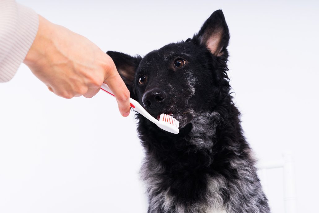 Dog Grooming and Dog Teeth Cleaning in Pocklington