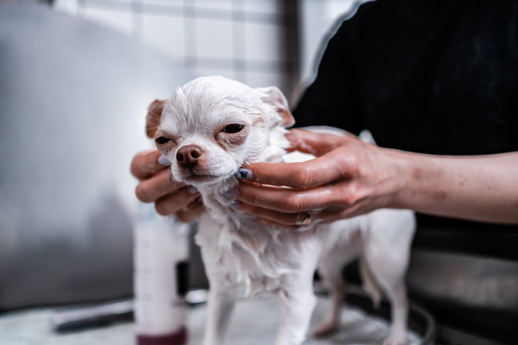 Professional dog grooming session in East Yorkshire