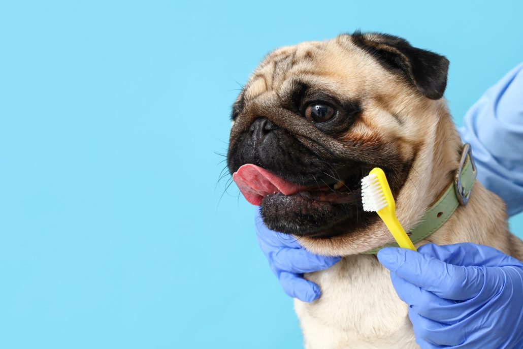 Ultrasonic Dog Teeth Cleaning and Dog Grooming in Pocklington
