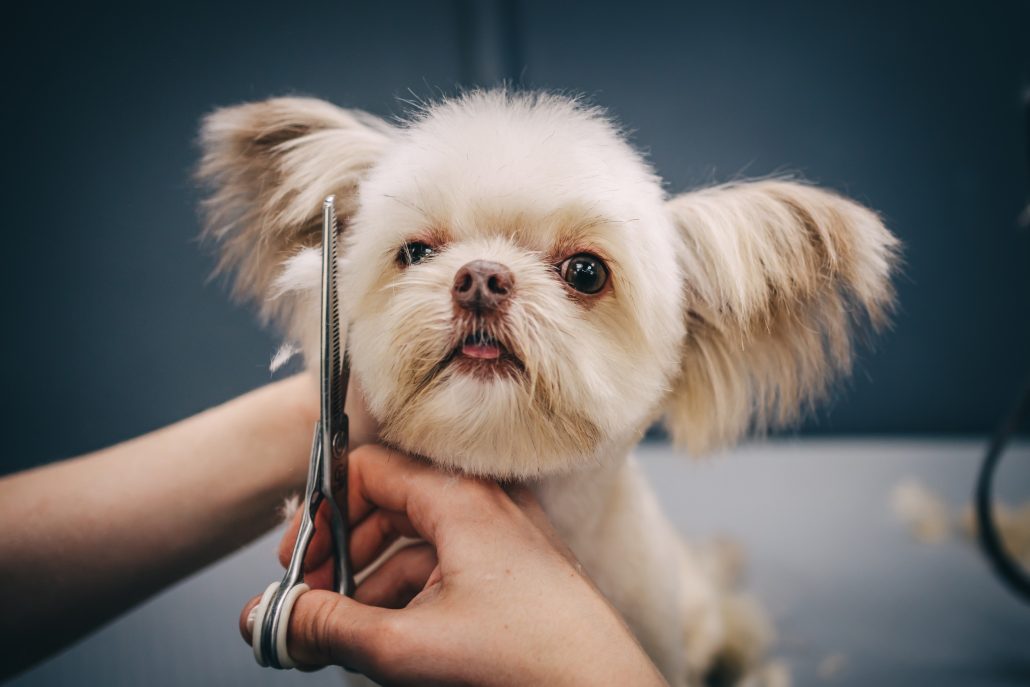 Small dog pampered at Wagtails of the Wolds Pocklington