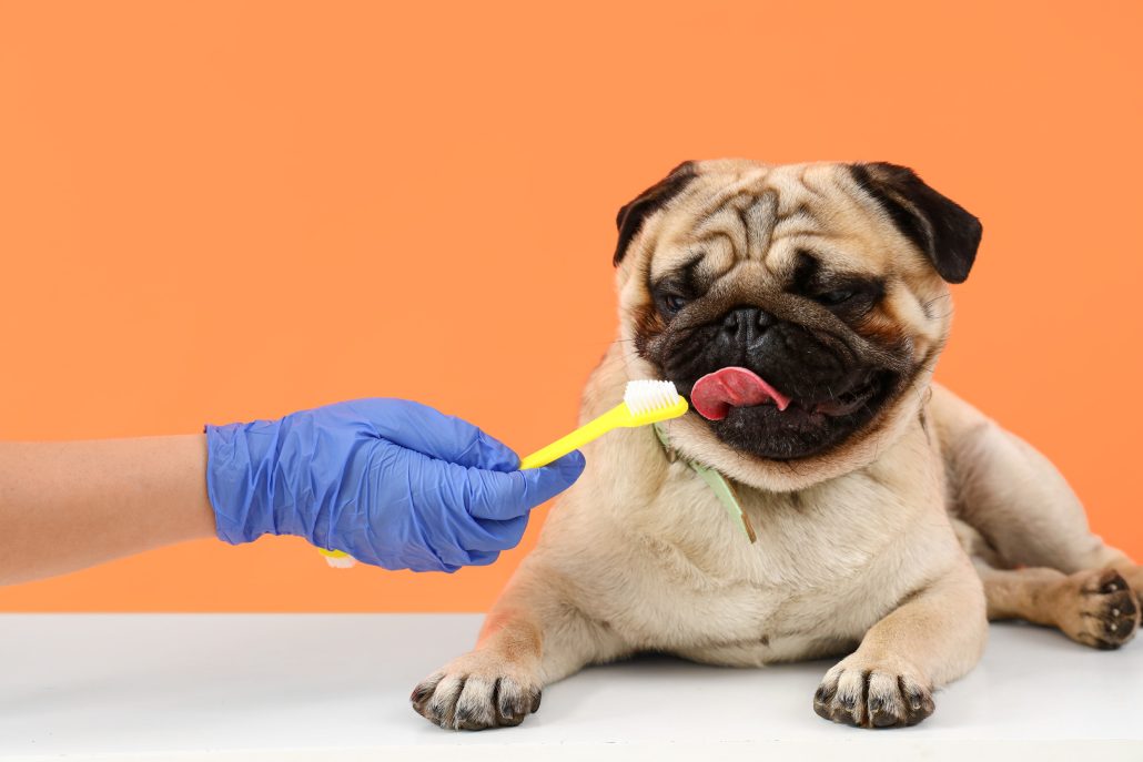 Market Weighton Dog Grooming & Canine Teeth Cleaning