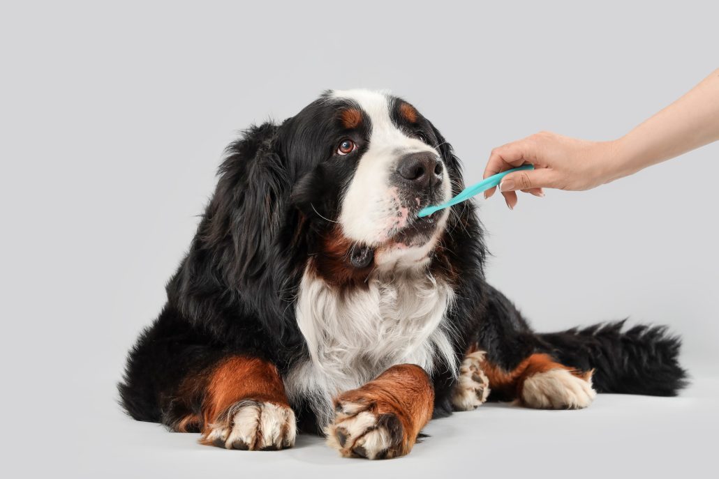 Dog grooming and canine teeth cleaning in Market Weighton