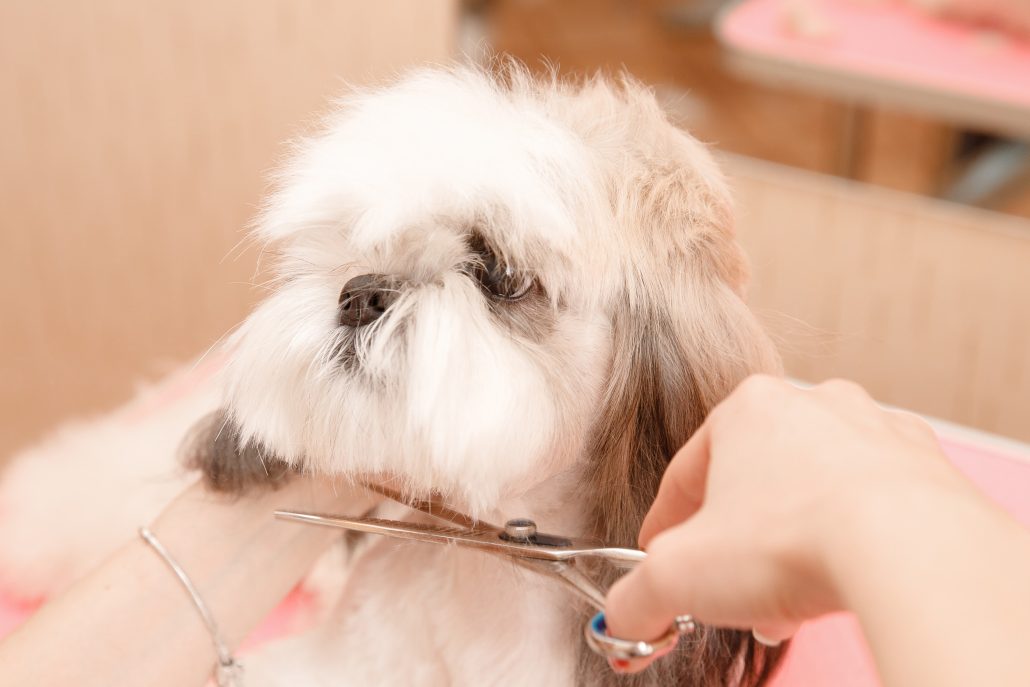 Dog Grooming Driffield – Nail Trimming Services