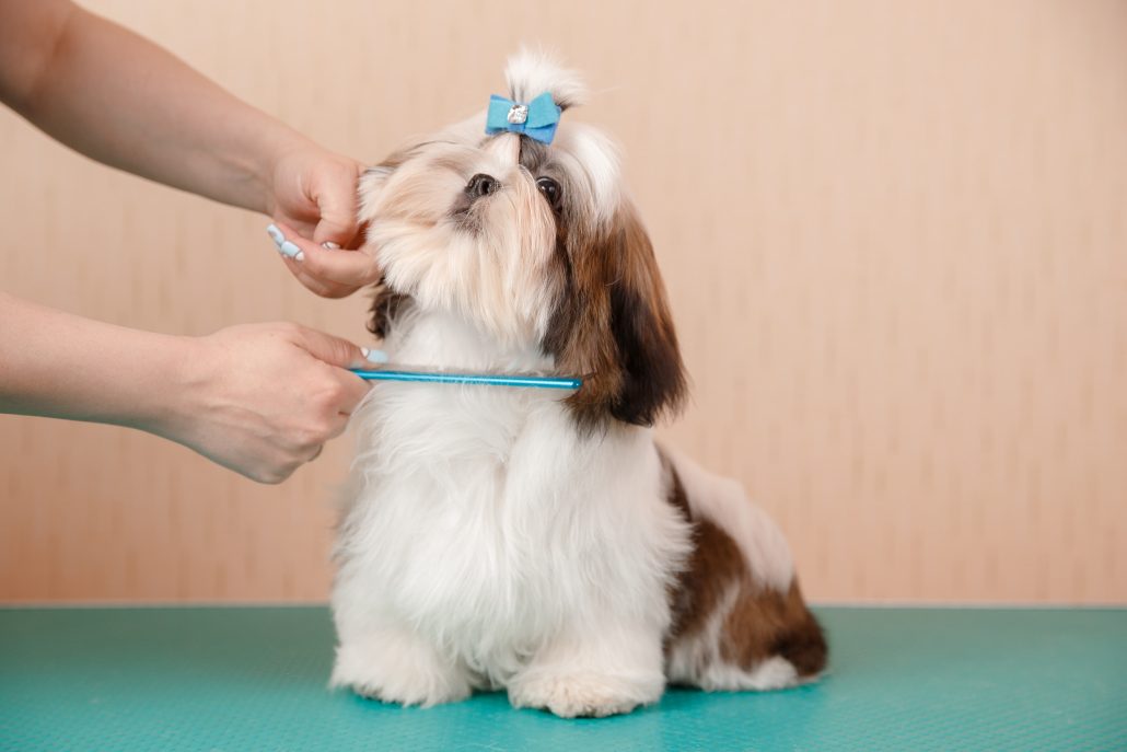 Luxury Dog Grooming East Yorkshire Spa Treatment