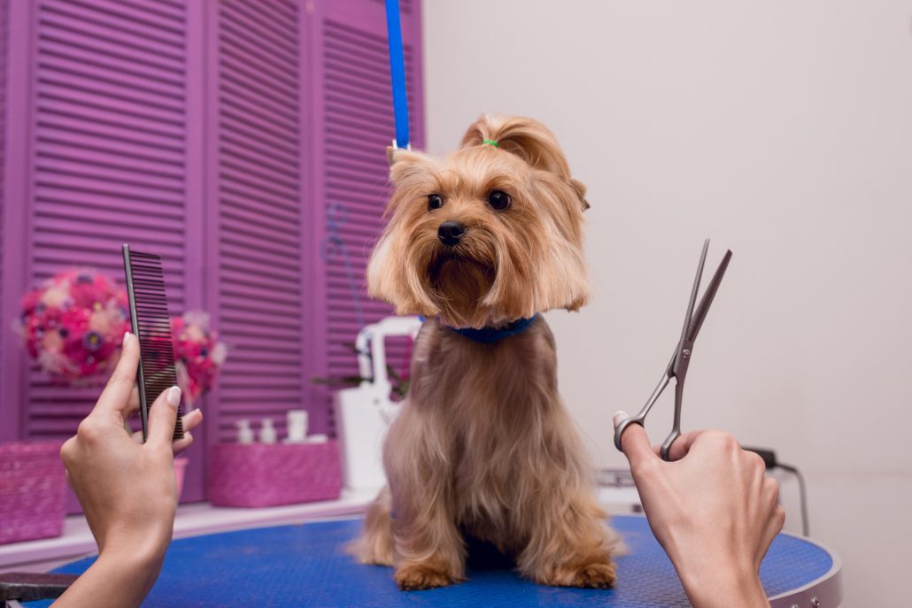 Dog grooming Pocklington pet grooming at local dog salon