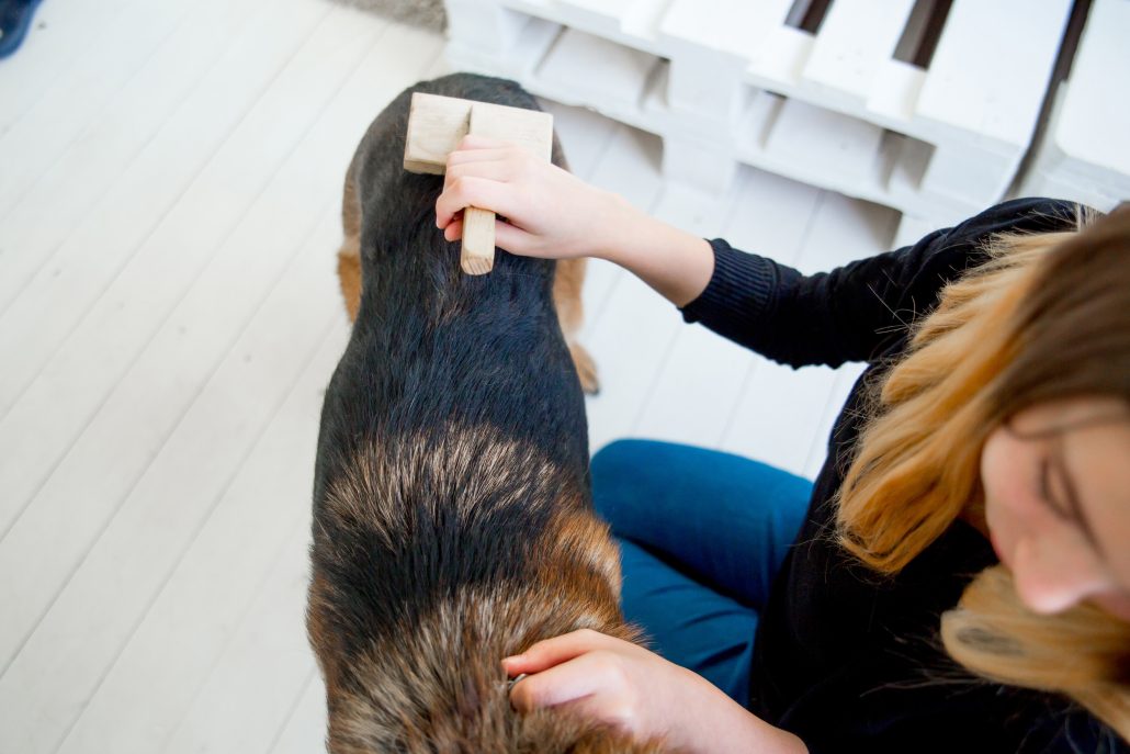 Professional Dog Grooming Driffield