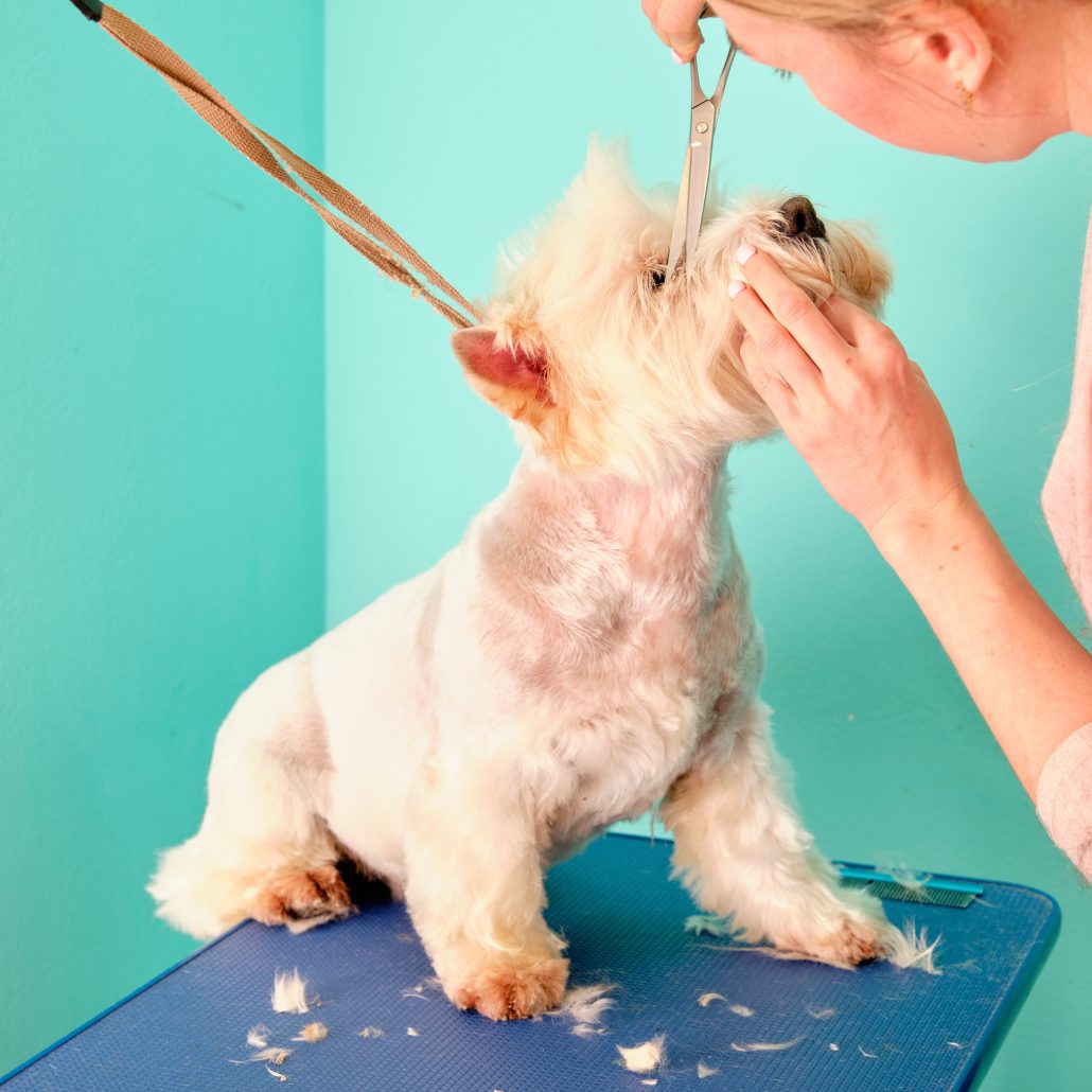 Professional Dog Grooming Pocklington