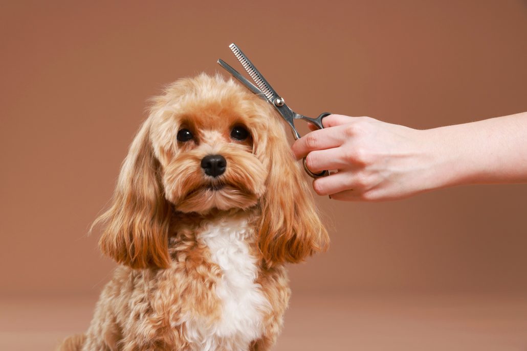 Dog grooming Driffield at our grooming salon in Driffield