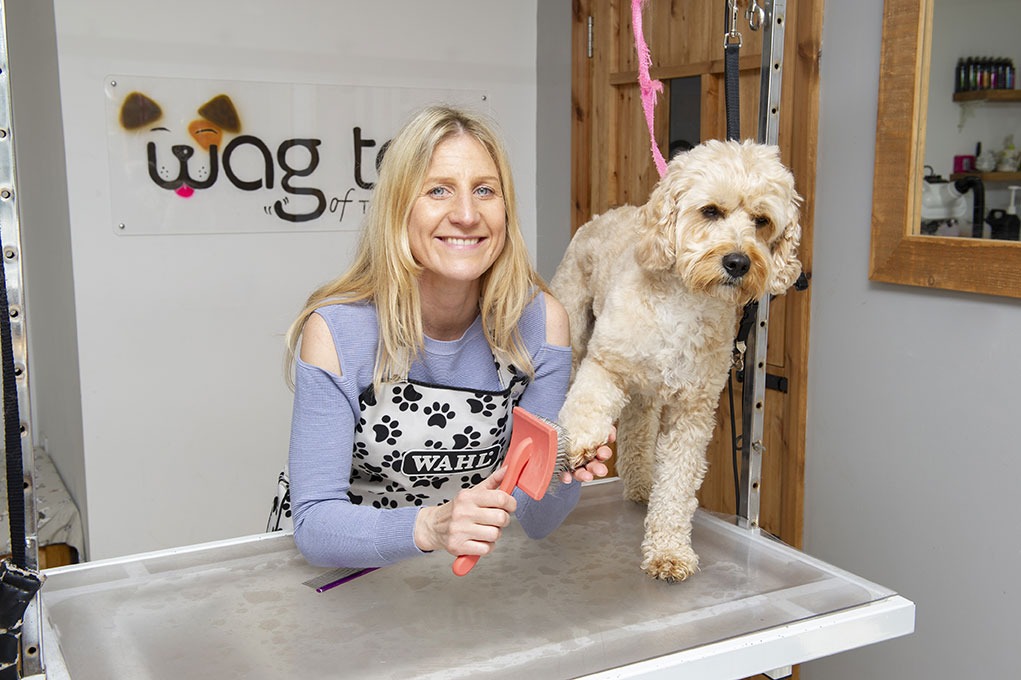 Dog Haircuts Pocklington Cocker Spaniel haircut local dog groomer