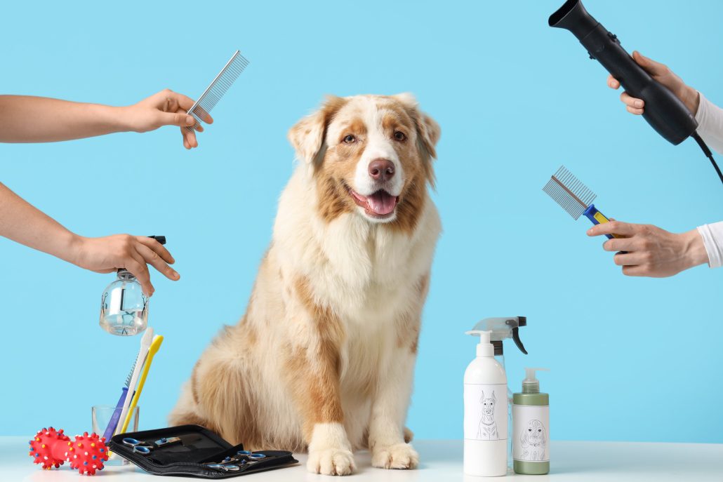 Dog Teeth Cleaning Driffield with dog dentist near me UK in Driffield East Riding of Yorkshire UK