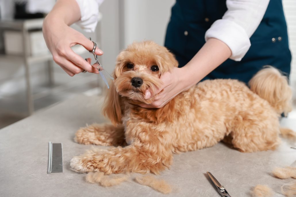 Dog Teeth Cleaning Driffield with dog dentist near me UK in Driffield East Riding of Yorkshire UK
