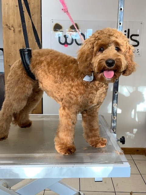 Dog Spa Beverley offering luxury dog grooming and canine spa treatments