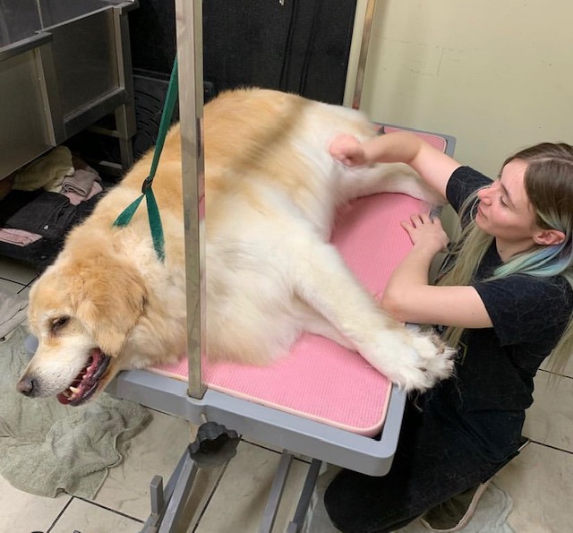 dog dematting Bridlington de-matting package Bridlington YO15 YO16 gentle grooming