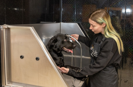 Dog grooming Beverley by professional dog groomer Beverley HU17 puppy groom session