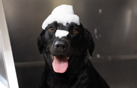 Puppy grooming Driffield YO25 gentle first grooming session