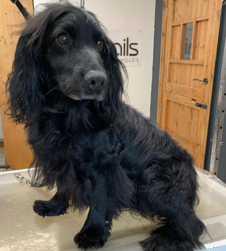 Dog grooming Driffield YO25 with tidy trim finish