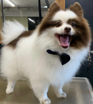 Dog grooming Beverley by professional dog groomer Beverley HU17 puppy groom session