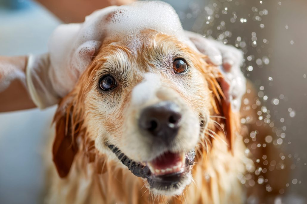 Anxious dog grooming by dog groomers near Bridlington in Bridlington