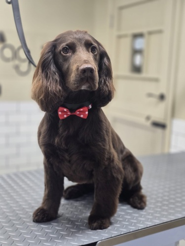 First Grooming Experience for Puppy Grooming Driffield YO25