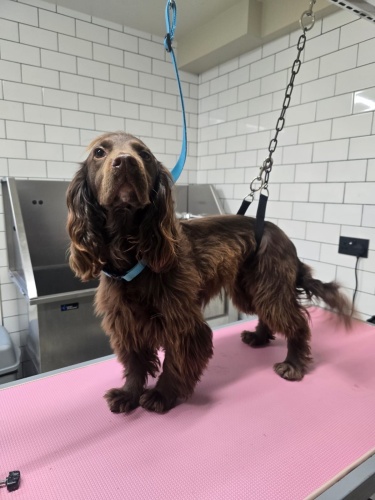 Dog Grooming Beverley at a Professional Dog Salon near HU17