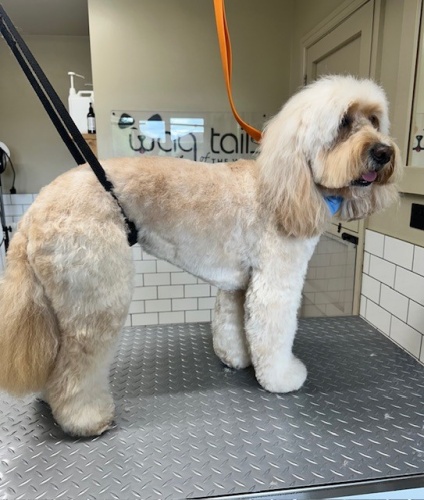 Puppy Grooming Driffield First Grooming Experience YO25