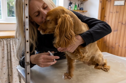 Dog Grooming Beverley at a Professional Dog Salon near HU17