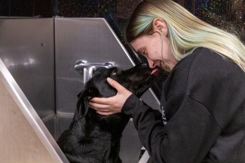 One-to-one Dog Grooming Beverley Professional Dog Salon HU17